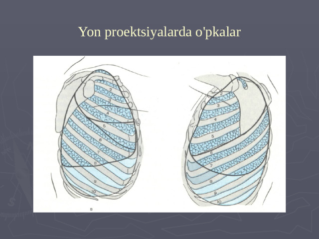 Yon proektsiyalarda o'pkalar