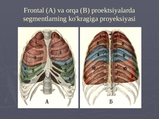 Frontal (A) va orqa (B) proektsiyalarda segmentlarning ko'kragiga proyeksiyasi