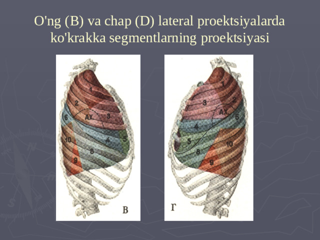 O'ng (B) va chap (D) lateral proektsiyalarda ko'krakka segmentlarning proektsiyasi