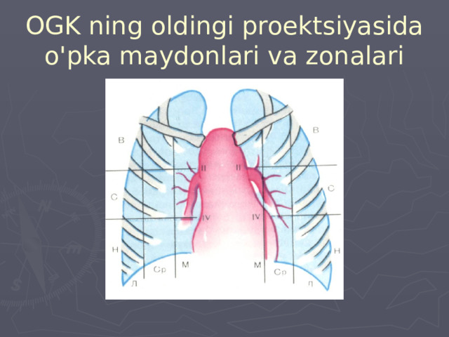 OGK ning oldingi proektsiyasida o'pka maydonlari va zonalari