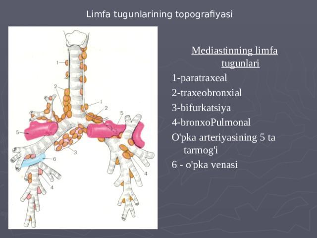 Limfa tugunlarining topografiyasi Mediastinning limfa tugunlari 1-paratraxeal 2-traxeobronxial 3-bifurkatsiya 4-bronxoPulmonal O'pka arteriyasining 5 ta tarmog'i 6 - o'pka venasi