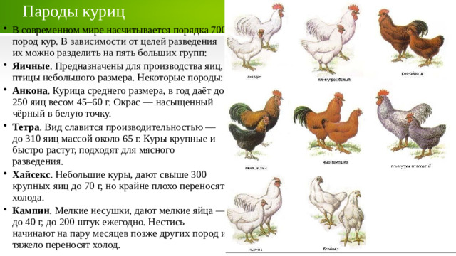 Пароды куриц