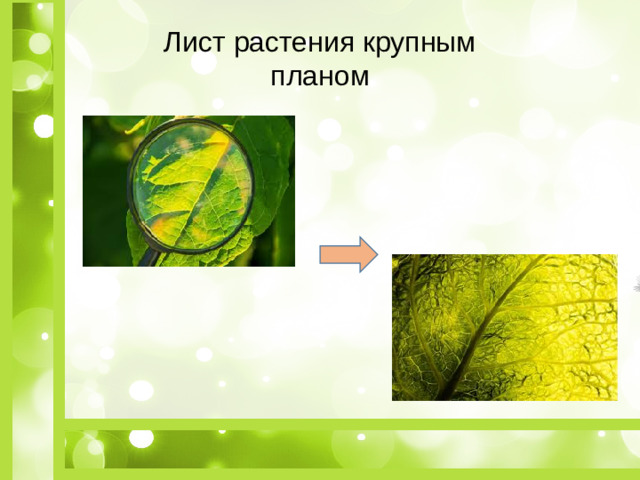 Лист растения крупным планом