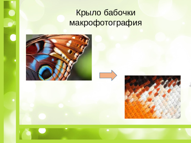 Крыло бабочки макрофотография