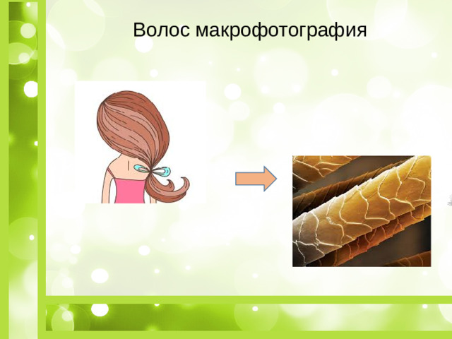 Волос макрофотография