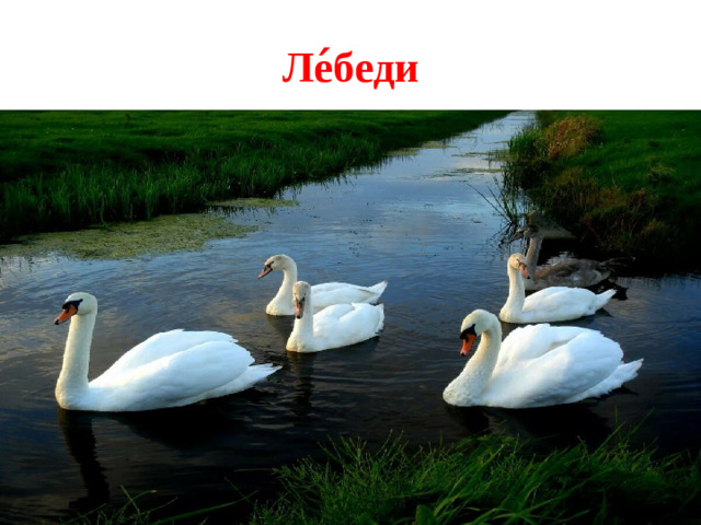Ле ́ беди