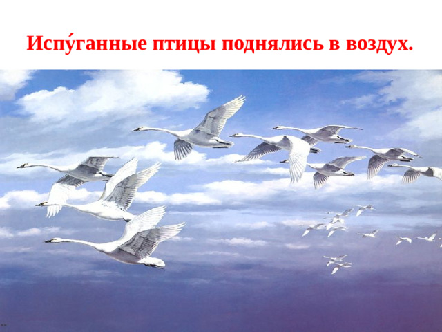 Испу ́ ганные птицы поднялись в воздух.