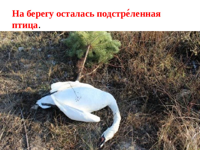 На берегу осталась подстре ́ ленная птица .