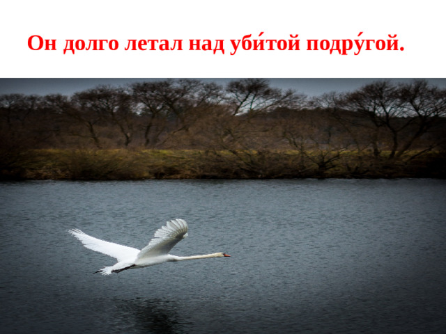 Он долго летал над уби ́ той подру ́ гой.