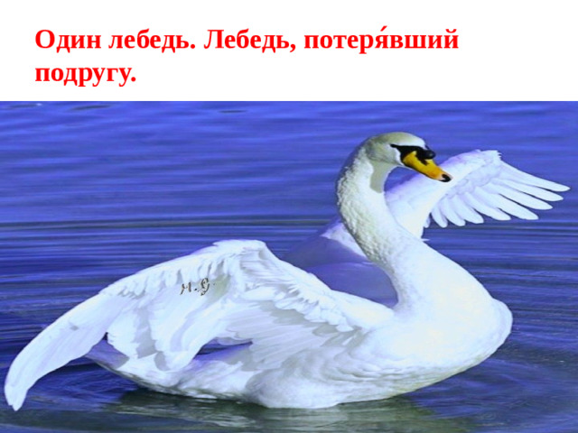 Один лебедь. Лебедь, потеря ́ вший подругу.