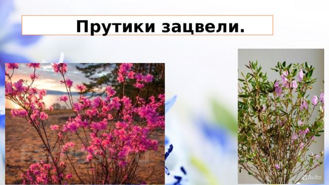Прутики зацвели.