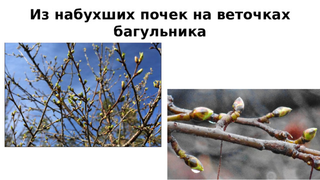 Из набухших почек на веточках багульника