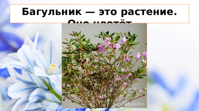 Багульник — это растение. Оно цветёт
