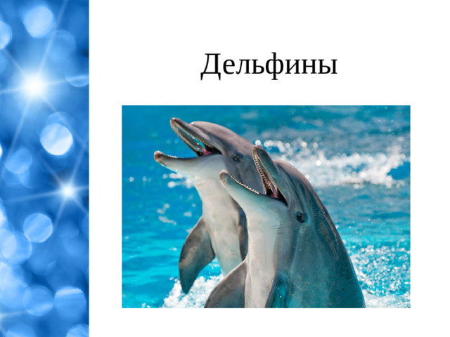 Дельфины