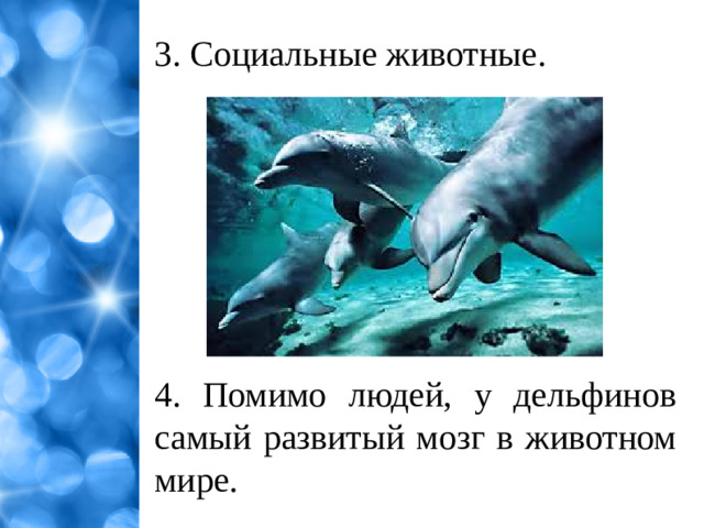 3. Социальные животные. 4. Помимо людей, у дельфинов самый развитый мозг в животном мире.