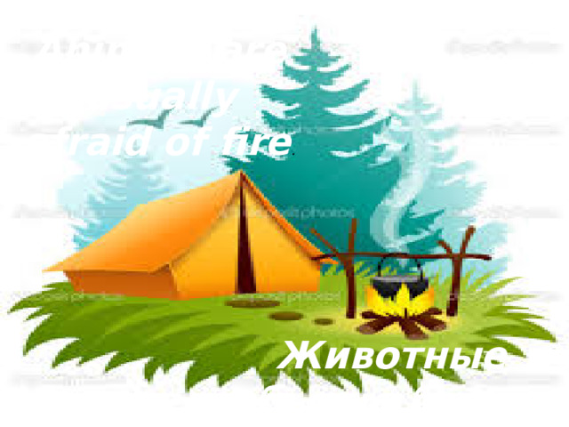 Animals are usually afraid of fire . Животные обычно боятся огня
