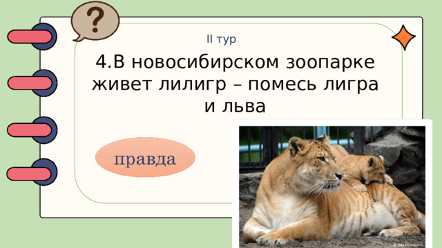 II тур 4.В новосибирском зоопарке живет лилигр – помесь лигра и льва