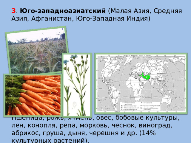 3 . Юго-западноазиатский (Малая Азия, Средняя Азия, Афганистан, Юго-Западная Индия)               Пшеница, рожь, ячмень, овес, бобовые культуры, лен, конопля, репа, морковь, чеснок, виноград, абрикос, груша, дыня, черешня и др. (14% культурных растений).