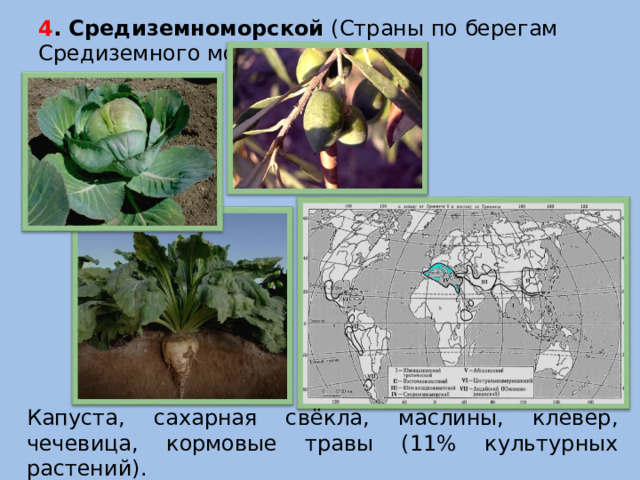 4 . Средиземноморской (Страны по берегам Средиземного моря)   Капуста, сахарная свёкла, маслины, клевер, чечевица, кормовые травы (11% культурных растений).