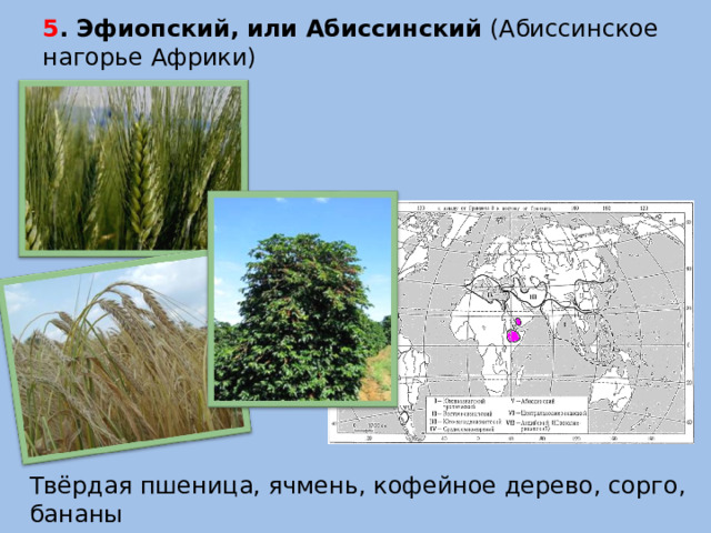 5 . Эфиопский, или Абиссинский (Абиссинское нагорье Африки)   Твёрдая пшеница, ячмень, кофейное дерево, сорго, бананы