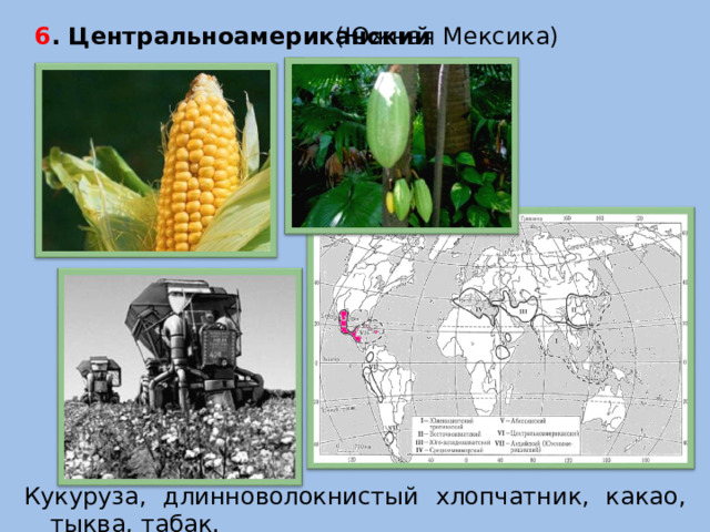 6 . Центральноамериканский   (Южная Мексика) Кукуруза, длинноволокнистый хлопчатник, какао, тыква, табак.