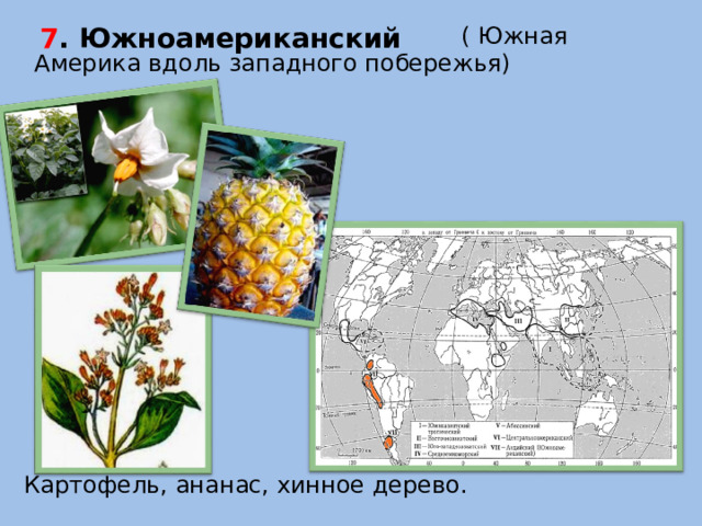 7 . Южноамериканский  ( Южная Америка вдоль западного побережья) Картофель, ананас, хинное дерево.