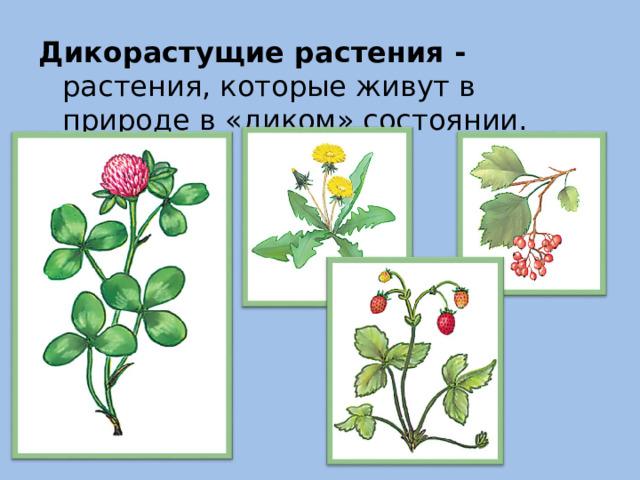 Дикорастущие растения - растения, которые живут в природе в «диком» состоянии.