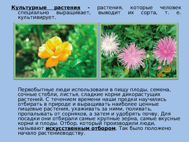 Культурные растения - растения, которые человек специально выращивает, выводит их сорта, т. е. культивирует.  Первобытные люди использовали в пищу плоды, семена, сочные стебли, листья, сладкие корни дикорастущих растений. С течением времени наши предки научились отбирать в природе и выращивать наиболее ценные пищевые растения, ухаживать за ними, поливать, пропалывать от сорняков, а затем и удобрять почву. Для посадки они отбирали самые крупные зерна, самые вкусные корни и плоды. Отбор, который производили люди, называют искусственным отбором . Так было положено начало растениеводству.