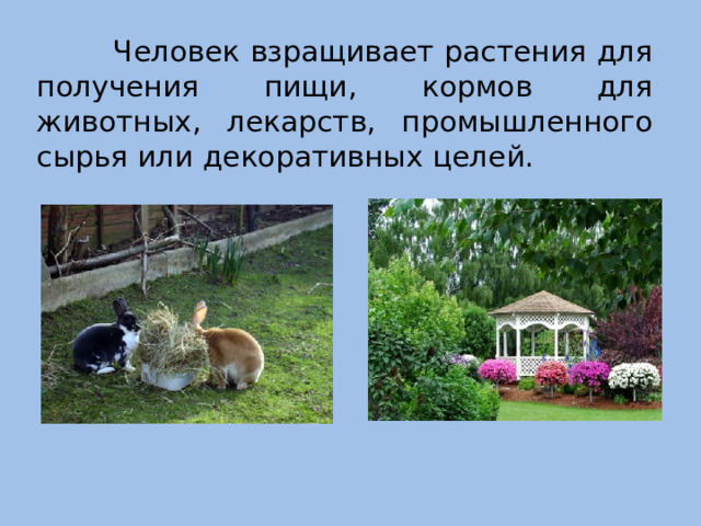 Человек взращивает растения для получения пищи, кормов для животных, лекарств, промышленного сырья или декоративных целей.