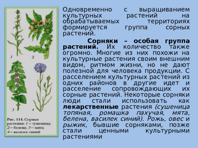 Одновременно с выращиванием культурных растений на обрабатываемых территориях формируется группа сорных растений.