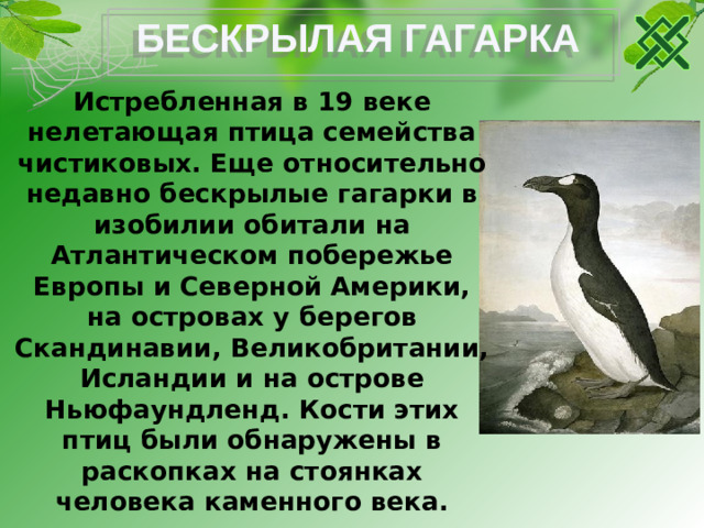 БЕСКРЫЛАЯ ГАГАРКА Истребленная в 19 веке нелетающая птица семейства чистиковых. Еще относительно недавно бескрылые гагарки в изобилии обитали на Атлантическом побережье Европы и Северной Америки, на островах у берегов Скандинавии, Великобритании, Исландии и на острове Ньюфаундленд. Кости этих птиц были обнаружены в раскопках на стоянках человека каменного века.