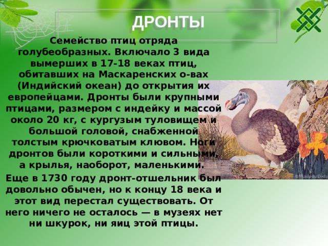 ДРОНТЫ Семейство птиц отряда голубеобразных. Включало 3 вида вымерших в 17-18 веках птиц, обитавших на Маскаренских о-вах (Индийский океан) до открытия их европейцами. Дронты были крупными птицами, размером с индейку и массой около 20 кг, с кургузым туловищем и большой головой, снабженной толстым крючковатым клювом. Ноги дронтов были короткими и сильными, а крылья, наоборот, маленькими. Еще в 1730 году дронт-отшельник был довольно обычен, но к концу 18 века и этот вид перестал существовать. От него ничего не осталось — в музеях нет ни шкурок, ни яиц этой птицы.