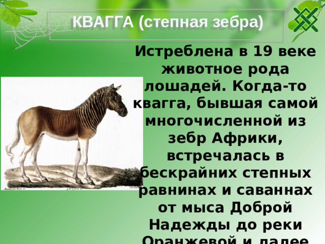 КВАГГА (степная зебра) Истреблена в 19 веке животное рода лошадей. Когда-то квагга, бывшая самой многочисленной из зебр Африки, встречалась в бескрайних степных равнинах и саваннах от мыса Доброй Надежды до реки Оранжевой и далее почти до реки Лимпопо. Эта была относительно небольшая зебра с узкими черными полосами на голове, шее и холке.