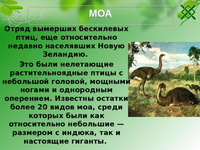 МОА Отряд вымерших бескилевых птиц, еще относительно недавно населявших Новую Зеландию. Это были нелетающие растительноядные птицы с небольшой головой, мощными ногами и однородным оперением. Известны остатки более 20 видов моа, среди которых были как относительно небольшие — размером с индюка, так и настоящие гиганты.