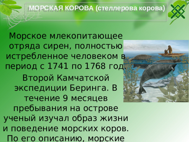 МОРСКАЯ КОРОВА (стеллерова корова) Морское млекопитающее отряда сирен, полностью истребленное человеком в период с 1741 по 1768 год. Второй Камчатской экспедиции Беринга. В течение 9 месяцев пребывания на острове ученый изучал образ жизни и поведение морских коров. По его описанию, морские коровы были крупными животными длиной до 8-10 м и массой около 3,5 т.
