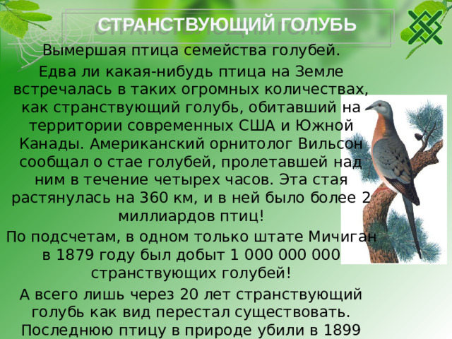СТРАНСТВУЮЩИЙ ГОЛУБЬ Вымершая птица семейства голубей. Едва ли какая-нибудь птица на Земле встречалась в таких огромных количествах, как странствующий голубь, обитавший на территории современных США и Южной Канады. Американский орнитолог Вильсон сообщал о стае голубей, пролетавшей над ним в течение четырех часов. Эта стая растянулась на 360 км, и в ней было более 2 миллиардов птиц! По подсчетам, в одном только штате Мичиган в 1879 году был добыт 1 000 000 000 странствующих голубей! А всего лишь через 20 лет странствующий голубь как вид перестал существовать. Последнюю птицу в природе убили в 1899 году. От нее осталось лишь музейное чучело и бронзовая мемориальная доска с лицемерной надписью «В память последнего странствующего голубя, убитого в Бобкоке в сентябре 1899 года. Этот вид вымер из-за алчности и легкомыслия человека».