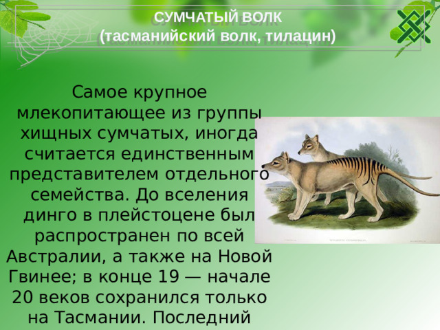 СУМЧАТЫЙ ВОЛК  (тасманийский волк, тилацин) Самое крупное млекопитающее из группы хищных сумчатых, иногда считается единственным представителем отдельного семейства. До вселения динго в плейстоцене был распространен по всей Австралии, а также на Новой Гвинее; в конце 19 — начале 20 веков сохранился только на Тасмании. Последний сумчатый волк, пойманный в 1933 году, умер спустя 3 года в зоопарке г. Хобарт (Тасмания).