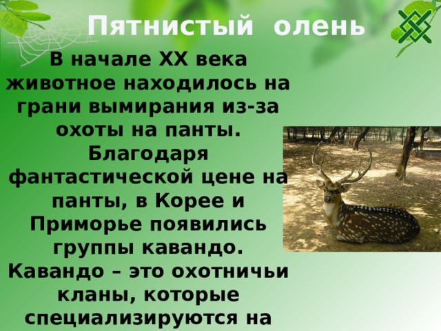Пятнистый олень В начале ХХ века животное находилось на грани вымирания из-за охоты на панты. Благодаря фантастической цене на панты, в Корее и Приморье появились группы кавандо. Кавандо – это охотничьи кланы, которые специализируются на ловле пятнистых оленей. Они очень умело выслеживают зверя, и не прекращают погоню пока животное не ослабнет полностью.