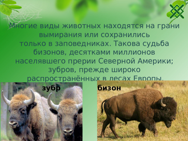 Многие виды животных находятся на грани вымирания или сохранились только в заповедниках. Такова судьба бизонов, десятками миллионов населявшего прерии Северной Америки; зубров, прежде широко  распространённых в лесах Европы. бизон зубр