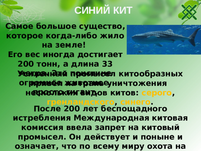 СИНИЙ КИТ Самое большое существо, которое когда-либо жило на земле!  Его вес иногда достигает 200 тонн, а длина 33 метра. Это поистине огромное животное, просто гигант.  Усиленный промысел китообразных привёл на грань уничтожения нескольких видов китов: серого , гренландского , синего . После 200 лет беспощадного истребления Международная китовая комиссия ввела запрет на китовый промысел. Он действует и поныне и означает, что по всему миру охота на больших китов, а также торговля китовым мясом запрещена.