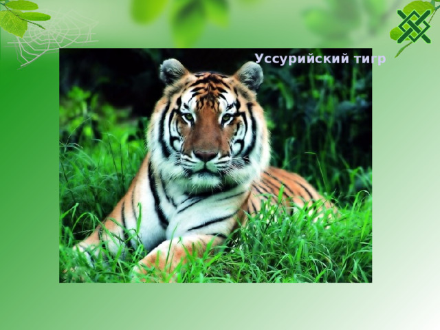 Уссурийский тигр