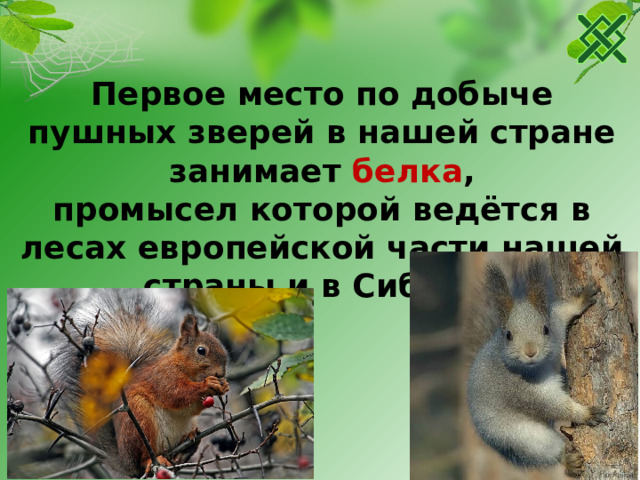 Первое место по добыче пушных зверей в нашей стране занимает белка , промысел которой ведётся в лесах европейской части нашей страны и в Сибири.