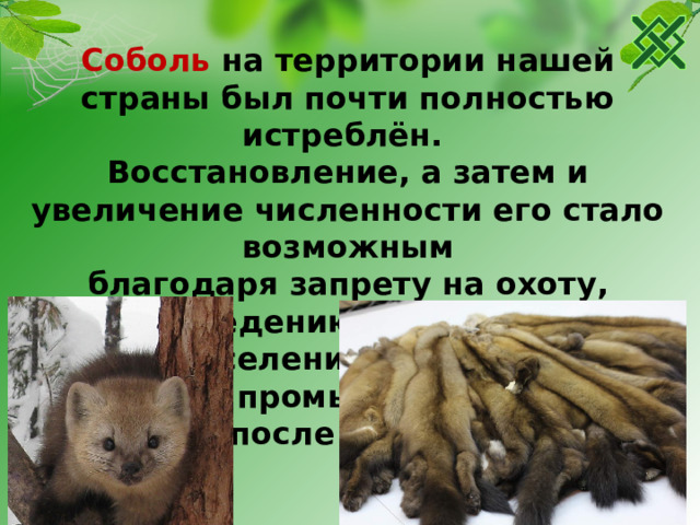 Соболь на территории нашей страны был почти полностью истреблён. Восстановление, а затем и увеличение численности его стало возможным благодаря запрету на охоту, разведению в неволе и расселению. Соболь занимает в промысле второе место после белки.