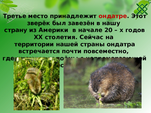Третье место принадлежит ондатре . Этот зверёк был завезён в нашу страну из Америки в начале 20 – х годов XX столетия. Сейчас на территории нашей страны ондатра встречается почти повсеместно, где имеются водоёмы с непромерзающей пресной водой.