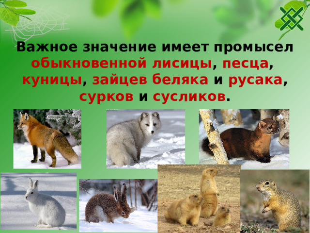 Важное значение имеет промысел обыкновенной лисицы , песца , куницы , зайцев беляка и русака , сурков и сусликов . 22