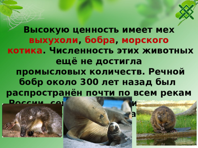 Высокую ценность имеет мех выхухоли , бобра , морского  котика . Численность этих животных ещё не достигла  промысловых количеств. Речной бобр около 300 лет назад был распространён почти по всем рекам России, сейчас же его численность  резко сократилась.