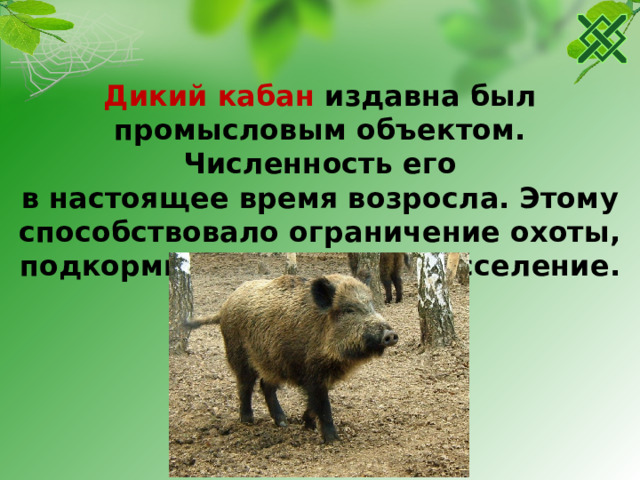 Дикий кабан издавна был промысловым объектом. Численность его в настоящее время возросла. Этому способствовало ограничение охоты, подкормка животных и расселение.