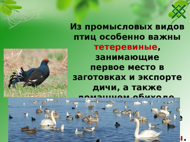 Из промысловых видов птиц особенно важны тетеревиные , занимающие первое место в заготовках и экспорте дичи, а также домашнем обиходе охотников. Большое спортивно – охотничье значение имеют водоплавающие птицы .