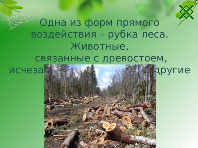 Одна из форм прямого воздействия – рубка леса. Животные,  связанные с древостоем, исчезают или мигрируют в другие  места.