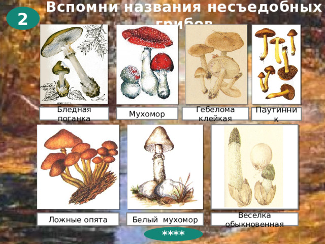 Вспомни названия несъедобных грибов 2 Бледная поганка Мухомор Гебелома клейкая Паутинник Веселка обыкновенная Ложные опята Белый мухомор ****